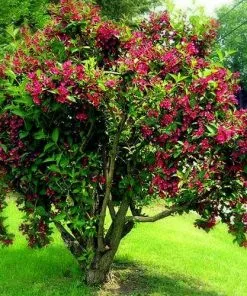 Future Forests Shrubs Weigela Bristol Ruby 11 Future Forests Shrubs Weigela Bristol Ruby