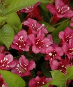 Future Forests Shrubs Weigela Bristol Ruby 12 Future Forests Shrubs Weigela Bristol Ruby