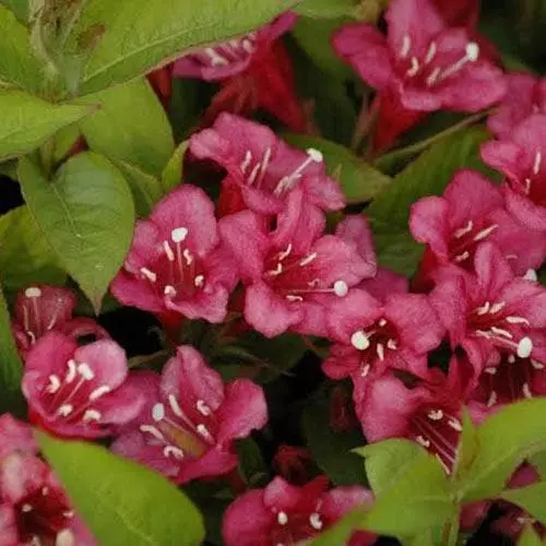 Future Forests Shrubs Weigela Bristol Ruby 7 Future Forests Shrubs Weigela Bristol Ruby