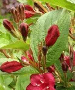 Future Forests Shrubs Weigela Bristol Ruby 13 Future Forests Shrubs Weigela Bristol Ruby