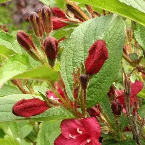 Future Forests Shrubs Weigela Bristol Ruby 8 Future Forests Shrubs Weigela Bristol Ruby