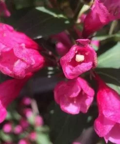 Future Forests Shrubs Weigela Florida Nana Purpurea