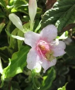 Future Forests Shrubs Weigela Florida Nana Variegata