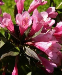Future Forests Weigela Florida Victoria Shrubs