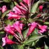 Future Forests Weigela Florida Wine And Roses Shrubs