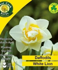 Future Forests Bulbs Daffodil White Lion