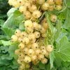 Future Forests Fruit Whitecurrant Blanka 2 Future Forests Fruit Whitecurrant Blanka