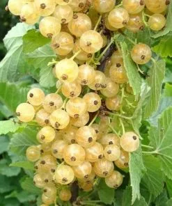 Future Forests Fruit Whitecurrant Blanka
