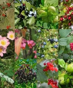 Future Forests Hedging Native Wildlife Fruiting Hedge Mix