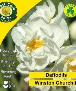 Future Forests Bulbs Daffodil Winston Churchill