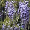 Future Forests Wisteria Floribunda Issai-naga 1 Future Forests Wisteria Floribunda Issai-naga