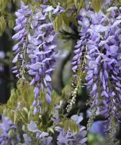 Future Forests Wisteria Floribunda Issai-naga