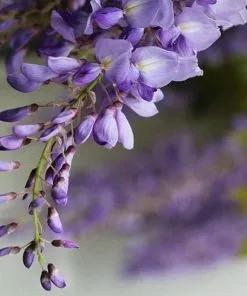 Future Forests Wisteria Floribunda Issai-naga