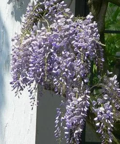 Future Forests Wisteria Floribunda Issai-naga