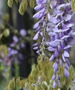 Future Forests Wisteria Floribunda Issai-naga