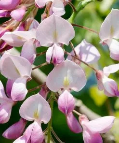 Future Forests Wisteria Floribunda Rosea (Hon-beni) Climbers