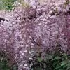 Future Forests Wisteria Floribunda Rosea (Hon-beni) Climbers