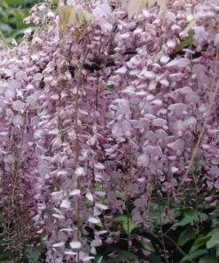 Future Forests Wisteria Floribunda Rosea (Hon-beni) Climbers