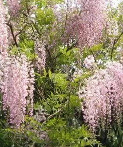 Future Forests Wisteria Floribunda Rosea (Hon-beni) Climbers