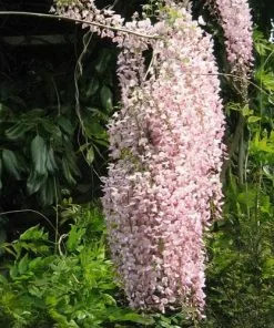 Future Forests Wisteria Floribunda Rosea (Hon-beni) Climbers