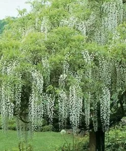 Future Forests Climbers Wisteria Floribunda Longissima Alba (Shiro-noda)