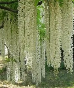 Future Forests Climbers Wisteria Floribunda Longissima Alba (Shiro-noda)