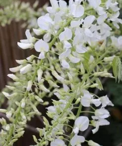 Future Forests Climbers Wisteria Floribunda Longissima Alba (Shiro-noda)