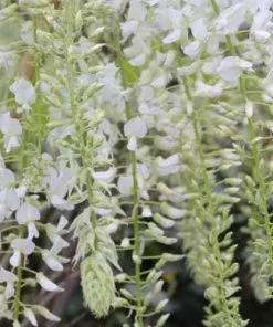 Future Forests Climbers Wisteria Floribunda Longissima Alba (Shiro-noda)