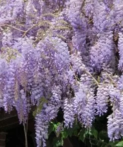 Future Forests Climbers Wisteria Sinensis