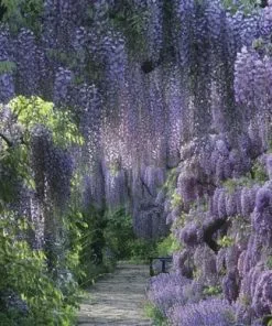 Future Forests Climbers Wisteria Sinensis