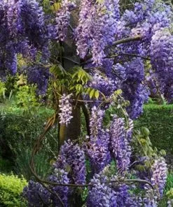 Future Forests Climbers Wisteria Sinensis