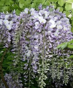 Future Forests Climbers Wisteria Sinensis