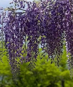 Future Forests Wisteria Sinensis Boskoop