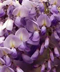 Future Forests Wisteria Sinensis Boskoop