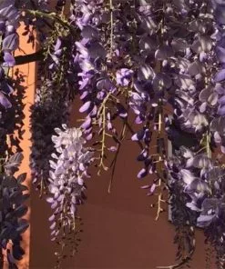 Future Forests Wisteria Sinensis Boskoop