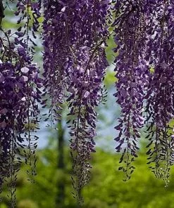 Future Forests Wisteria Sinensis Boskoop