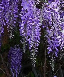 Future Forests Wisteria Sinensis Prolific