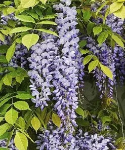 Future Forests Wisteria Sinensis Prolific