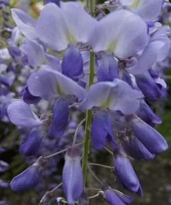 Future Forests Wisteria Sinensis Prolific