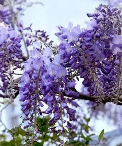 Future Forests Wisteria Sinensis Prolific