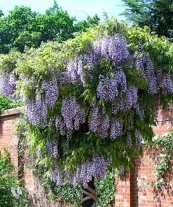 Future Forests Wisteria Floribunda Domino (Issai)