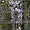 Future Forests Wisteria Floribunda Domino (Issai)