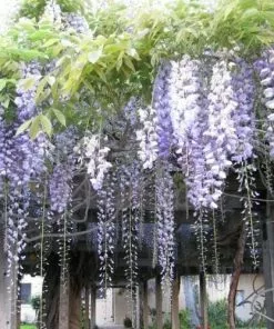 Future Forests Wisteria Floribunda Domino (Issai)