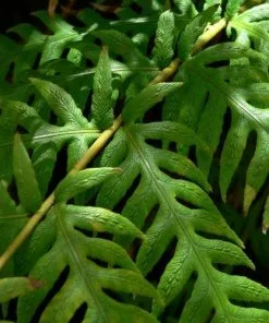 Future Forests Woodwardia Fimbriata More