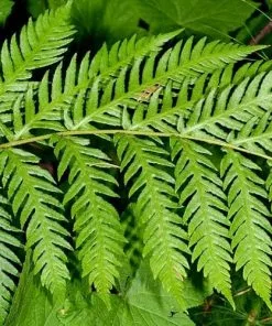 Future Forests Woodwardia Fimbriata More