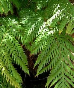 Future Forests Woodwardia Fimbriata More