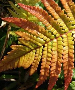 Future Forests Woodwardia Fimbriata More