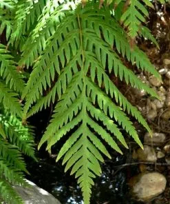 Future Forests Woodwardia Fimbriata More