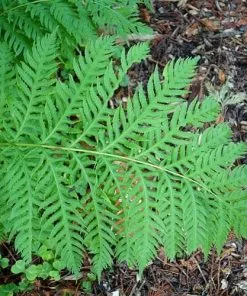 Future Forests Woodwardia Fimbriata More