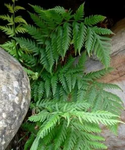 Future Forests Woodwardia Fimbriata More